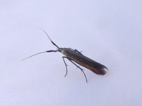 Coleophora deauratella